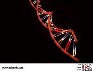 برای کدهای ژنتیکی تان رمز بگذارید|کالاسودا