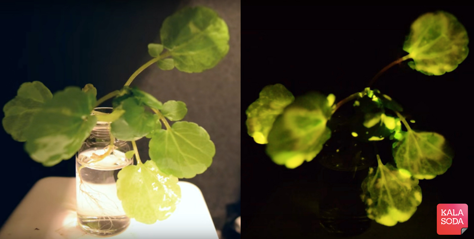 با گیاهان نورانی و هوشمند آشنا شوید|کالاسودا