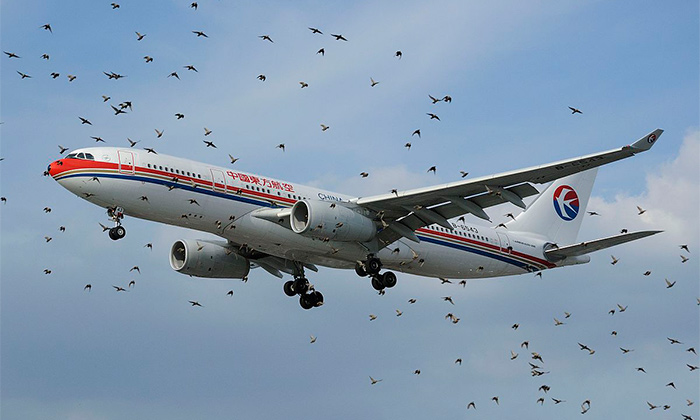 خطرات پرواز پرندگان در نزدیک فرودگاه ها
