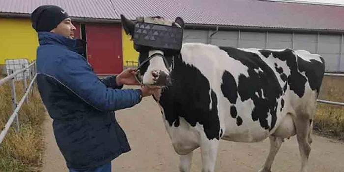 نصب عینک‌های VR روی صورت گاوهای روسی برای تولید شیر باکیفیت